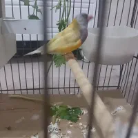 فنج گلدین نر بالغ کارداده