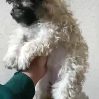 پودل و رفیقاش 2ماهه|سگ|هشتگرد, فاز ۲ مهستان|دیوار