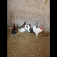 یک عدد مرغ دو عدد خروس دو عدد مرقابی سالم|حیوانات مزرعه|چاپشلو, |دیوار