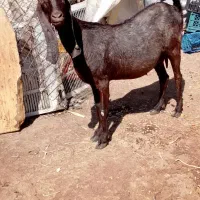 بز ابستن پاکستانی