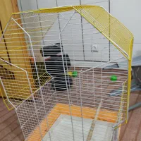 قفس پرنده