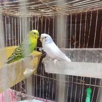 دو عدد مرغ عشق