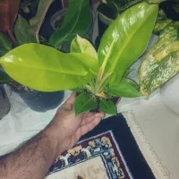 گل و گیاه،.     انواع کود برای گیاه های آپارتمانی|گل و گیاه طبیعی|گلبهار, شهر جدید گلبهار|دیوار