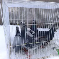 کفتر کرمونی و کفتر صید قلدر|پرنده|مشهد, کشاورز|دیوار