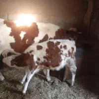 گاوگوساله سیمینتال