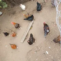 مرغ جوان نژاد کاملا اصیل محلی تخم گذار و کرچ شو