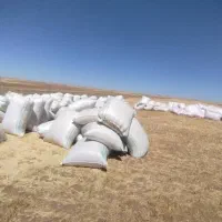 خریدار کاه گندم نقدی پای باسکول