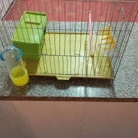 قفس پرنده|لوازم جانبی حیوانات|لردگان, |دیوار