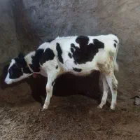 گوساله نر