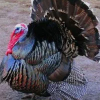 بوقلمون نر بزرگ