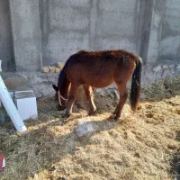 اسب نریون و مادیون|اسب و تجهیزات اسب‌سواری|نیشابور, شهرک قدس|دیوار