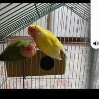 طوطی برزیلی