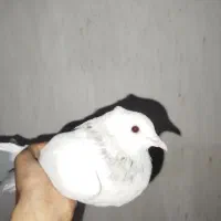 کبوتر طوقی نر