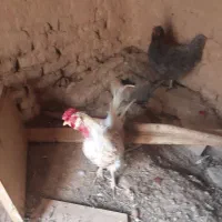 مرغ وخروس سرحال تخم گذار|حیوانات مزرعه|سردرود, |دیوار