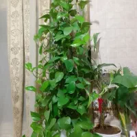 گل پتوس
