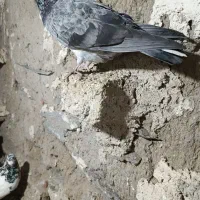 چهار عدد کبوتر ۶۰۰تومن