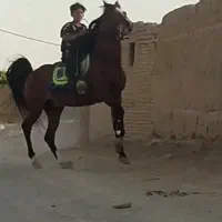 اسب|اسب و تجهیزات اسبسواری|برخوار, |دیوار