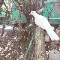 کبوتر زینتی سفید جفت مولد