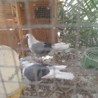 کبوتر پشت سبر