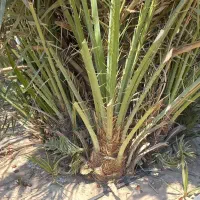 سلام .پاجوش نخل قصب وشاهانی موجود می باشد|گل و گیاه طبیعی|لامرد, |دیوار