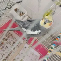 پرنده عروس هلندی