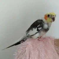 عروس هلندی نر|پرنده|شیروان (خراسان), |دیوار