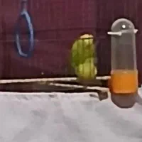 مرغ عشق مولد سالم سلامت