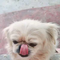 هاپوی خوشگل|سگ|کرمان, |دیوار