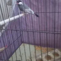 فنچ نرگسی نر|پرنده|قزوین, |دیوار