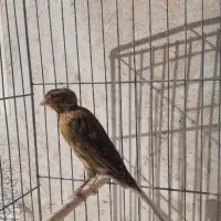 قناری ماده|پرنده|مرودشت, فاز اول شهرک فرهنگیان|دیوار