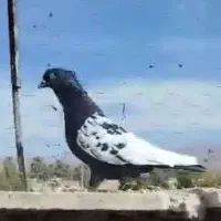 سینه سیاه گمشده.