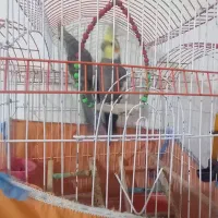 یک جفت توطی عروس بالغ به همراه قفس