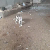 توله خراسانی