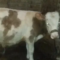 گوساله نر|حیوانات مزرعه|شازند, |دیوار