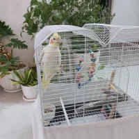 عروس هلندی،لوتینو|پرنده|گلستان (تهران), |دیوار