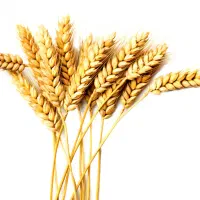 بذر گندم حیدری اصلاح شده