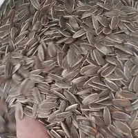 فروش تخمه کانادایی درجه 1