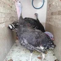 بوقلمون ماده تخم گذار