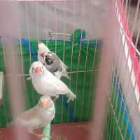 فنچ درجه یک بالغ|پرنده|شیراز, سلطان آباد|دیوار