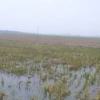 14000متر زمین کشاورزی متری 250|فروش زمین و ملک کلنگی|رضوانشهر, |دیوار