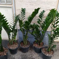 گل زاموفیلیا.اگلونما برفی.افوربیا گلدان.پتوس کاج