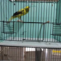 قناری رسمی بلند|پرنده|درگزین, |دیوار