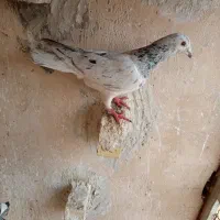 پرنده کبوتر|پرنده|مشهد, سمزقند|دیوار