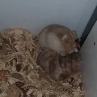 همستر کمپل، گلد، چشم قرمز