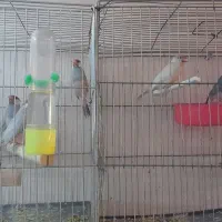 عروس هلندی فنچ نرگسی فنچ بنگالی|پرنده|تهران, شکوفه (عبدل آباد)|دیوار
