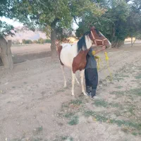 اسب|اسب و تجهیزات اسبسواری|تیران, |دیوار