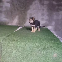 توله سگ ژرمن|سگ|رشت, گلزاران|دیوار