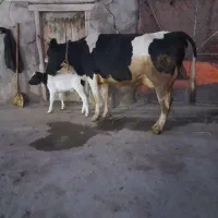 گاو هلشتاین فوق العاده شکم دوم|حیوانات مزرعه|مهربان, |دیوار