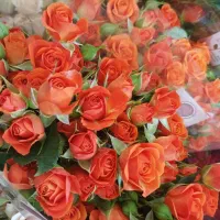 انواع گل بست بندی ۲۰ عددی گلخانه با نازل ترین قیمت