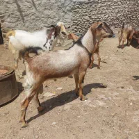 چند عدد نری چاق